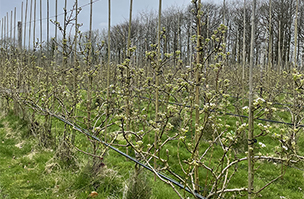 Setting up orchards for strong spring growth